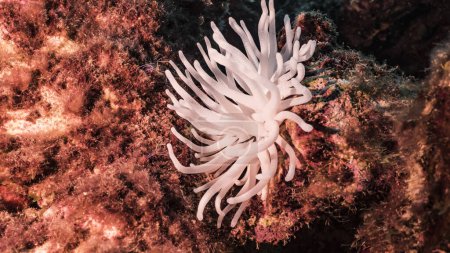 Photo for Seascape with bleached Sea Anemone, coral and sponge in coral reef of Caribbean Sea, Curacao - Royalty Free Image