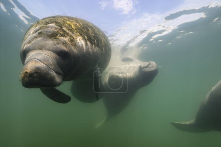 Téléchargez les photos : Paysage marin avec natation lamantins dans l'eau de la rivière - en image libre de droit