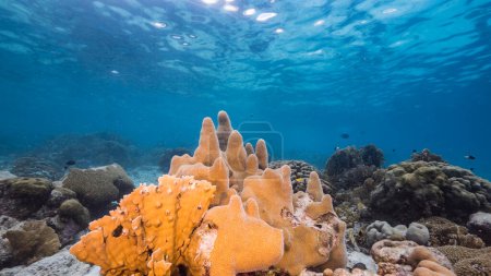Foto de Paisaje marino en aguas poco profundas de arrecife de coral en el Mar Caribe, Curazao con peces, Abanico de Mar, Coral Gorgoniano y esponja - Imagen libre de derechos
