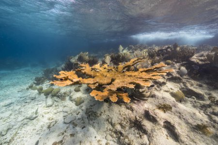 Foto de Paisaje marino con gran Coral de Elkhorn en el arrecife de coral del Mar Caribe, Curazao - Imagen libre de derechos