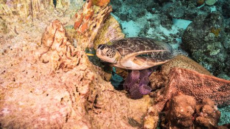 Téléchargez les photos : Incroyable tortue de la mer verte dans les eaux peu profondes de la mer des Caraïbes autour de Curaçao - en image libre de droit