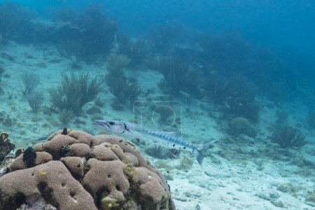 Téléchargez les photos : Vue sous-marine du grand barracuda en eau turquoise et récif corallien dans la mer des Caraïbes - en image libre de droit
