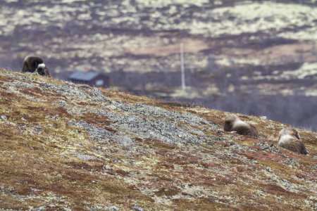 Foto de Muskoxes en el parque nacional Dovrefjell, Noruega - Imagen libre de derechos