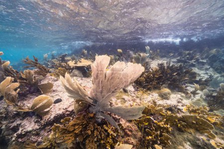 Seascape in shallow water of coral reef in Caribbean Sea, Curacao with fish, Sea Fan, Gorgonian Coral and sponge