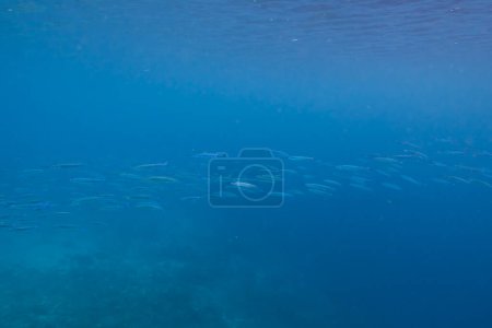 Foto de Muchos pequeños peces azules en el mar. foto submarina - Imagen libre de derechos
