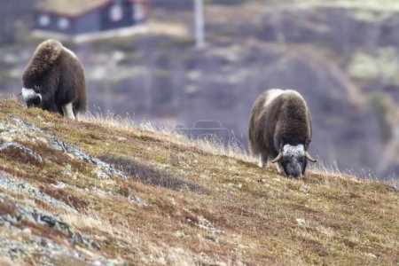 Téléchargez les photos : Boeufs musqués dans le parc national de Dovrefjell, Norvège - en image libre de droit