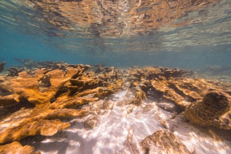 Téléchargez les photos : Paysage marin avec grand corail d'Elkhorn dans le récif corallien de la mer des Caraïbes, Curaçao - en image libre de droit
