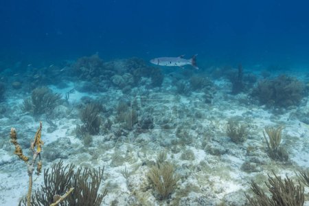 Foto de Vista submarina de una gran barracuda en agua turquesa y arrecife de coral en el Mar Caribe - Imagen libre de derechos