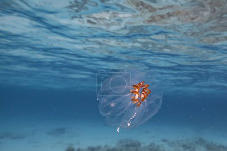Photo for Seascape with Salp, Tunicate in the turquoise water of the Caribbean Sea, Curacao - Royalty Free Image