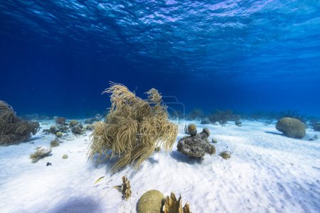 Photo for The magnificent coral reef of the Caribbean Sea - Royalty Free Image