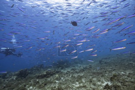 Téléchargez les photos : Plongeur professionnel, cinéaste sous-marin dans le récif corallien de la mer des Caraïbes autour de Curaçao - en image libre de droit