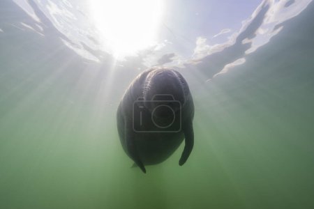 Téléchargez les photos : Paysage marin avec natation Manatee dans l'eau de la rivière - en image libre de droit