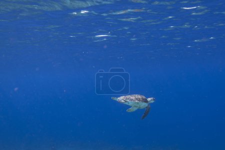 Photo for Amazing Green Sea Turtle in shallow water of the Caribbean Sea around Curacao - Royalty Free Image