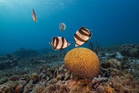 Paysage marin avec des poissons-papillons pendant le frai de corail cervical rainuré dans le récif corallien de la mer des Caraïbes, Curaçao