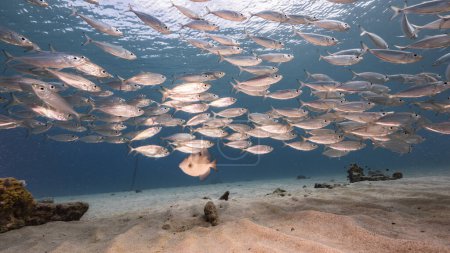 Foto de La escolarización de peces, Big Eye Scad peces en las aguas poco profundas del Mar Caribe - Imagen libre de derechos