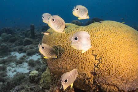 Seelandschaft mit Schmetterlingsfischen beim Laichen von Grooved Brain Coral im Korallenriff der Karibik, Curacao