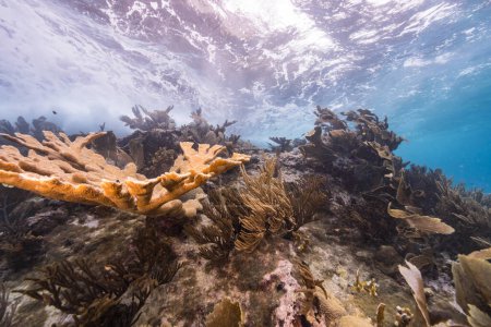 Foto de Paisaje marino en aguas poco profundas de arrecife de coral en el Mar Caribe, Curazao con peces, Abanico de Mar, Coral Gorgoniano y esponja - Imagen libre de derechos