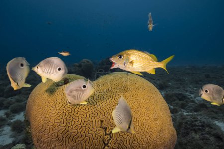 Seascape with Butterflyfish while spawning of Grooved Brain Coral in coral reef of Caribbean Sea, Curacao