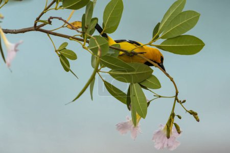 Téléchargez les photos : Bananaquit Bird (Coereba flaveola) sur une branche à Curaçao - en image libre de droit