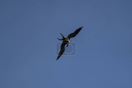 Téléchargez les photos : Mouette volant dans le ciel - en image libre de droit