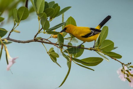 Foto de Bananaquit Bird (Coereba flaveola) en una rama en Curazao - Imagen libre de derechos