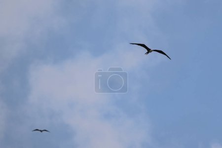Téléchargez les photos : Mouettes volant dans le ciel - en image libre de droit
