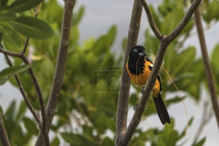 Photo for Black and yellow bird on a branch - Royalty Free Image
