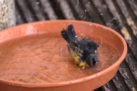 Photo for Little bird washes itself - Royalty Free Image