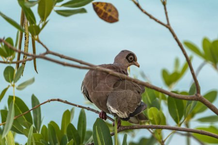 Téléchargez les photos : Gros plan d'une colombe grise perchée sur une branche d'arbre - en image libre de droit