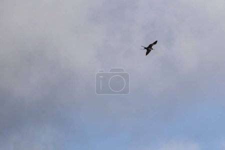 Foto de Frigatebird volando sobre un fondo azul del cielo - Imagen libre de derechos