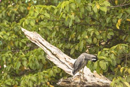 Photo for Gray bird is sitting on a log - Royalty Free Image