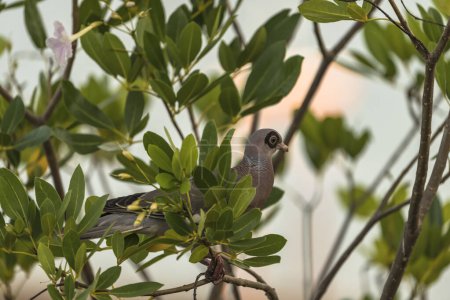 Foto de Primer plano de una paloma gris posada en una rama de árbol - Imagen libre de derechos