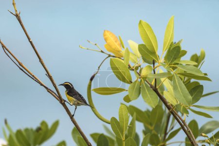 Téléchargez les photos : Bananaquit Bird (Coereba flaveola) sur une branche à Curaçao - en image libre de droit