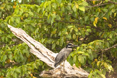 Photo for Gray bird is sitting on a log - Royalty Free Image
