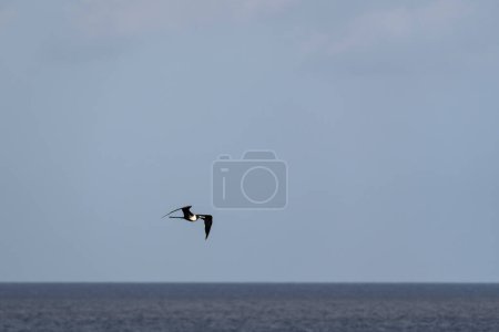 Téléchargez les photos : Frigatebird survolant un fond bleu ciel - en image libre de droit