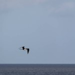 Frigatebird flying over a blue sky background