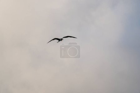 Photo for Frigatebird flying over a blue sky background - Royalty Free Image