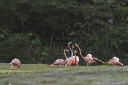 Foto de Flamencos Americanos en el Caribe. Aves Vida silvestre - Imagen libre de derechos