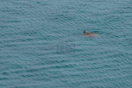 Foto de Tortuga marina nadando en agua azul - Imagen libre de derechos