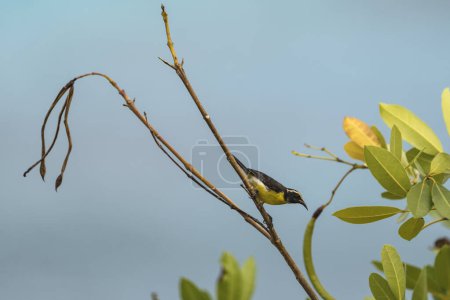 Foto de Bananaquit Bird (Coereba flaveola) en una rama en Curazao - Imagen libre de derechos