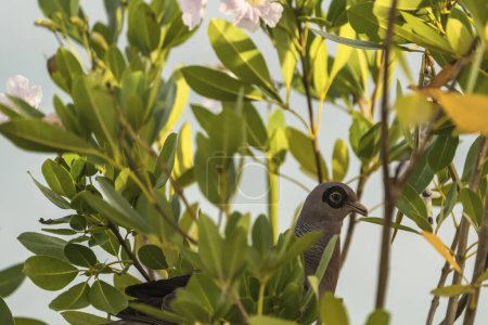 Téléchargez les photos : Gros plan d'une colombe grise perchée sur une branche d'arbre - en image libre de droit