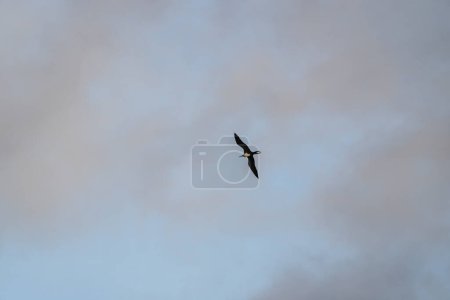 Téléchargez les photos : Frigatebird survolant un fond bleu ciel - en image libre de droit