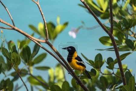 Photo for Bananaquit Bird (Coereba flaveola) on a branch in Curacao - Royalty Free Image