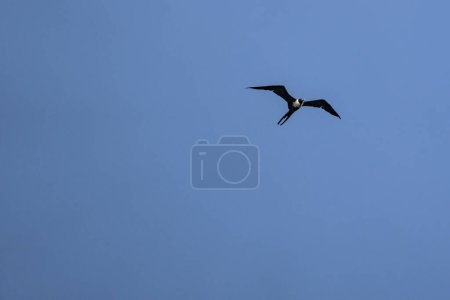 Foto de Frigatebird volando sobre un fondo azul del cielo - Imagen libre de derechos