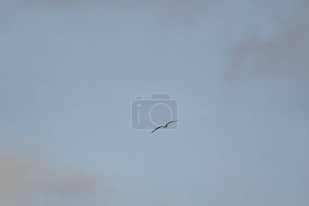 Photo for Frigatebird flying over a blue sky background - Royalty Free Image