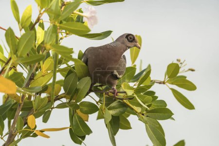 Photo for Close up shot of a gray dove perched on a tree branch - Royalty Free Image