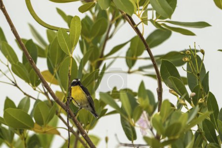 Photo for Bananaquit Bird (Coereba flaveola) on a branch in Curacao - Royalty Free Image