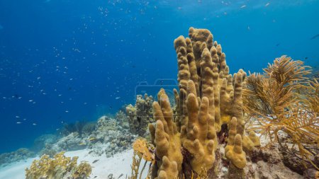 Foto de Paisaje marino en aguas poco profundas de arrecife de coral en el Mar Caribe alrededor de Curazao con coral pilar y esponja - Imagen libre de derechos