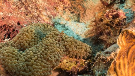 Foto de Primer plano de Camarones de Coral Banded en arrecife de coral del Mar Caribe, Curazao - Imagen libre de derechos