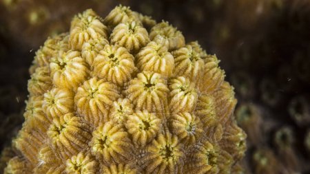 Foto de De cerca, macro de la morfología del coral en el arrecife del Mar Caribe, Curazao - Imagen libre de derechos